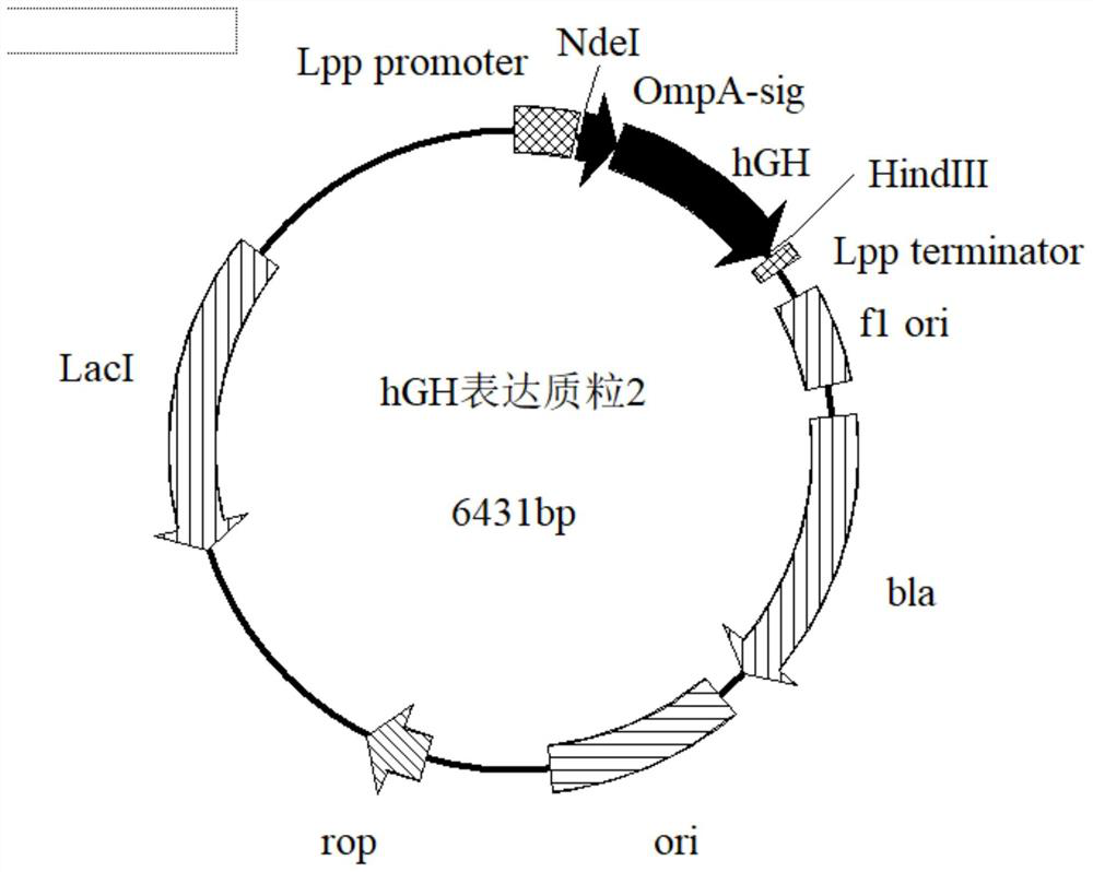 Recombinant engineering bacteria expressing highly recombinant hgh and its construction method and application