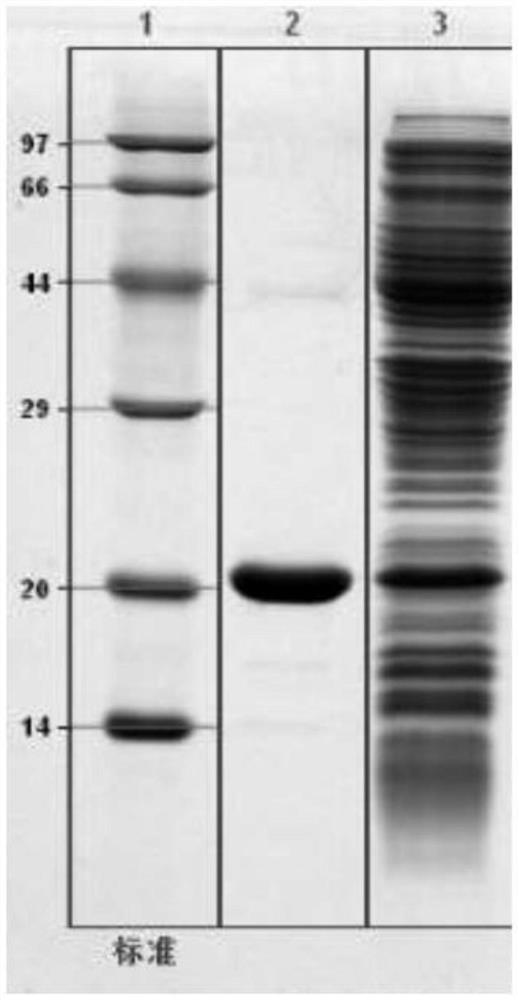 Recombinant engineering bacteria expressing highly recombinant hgh and its construction method and application