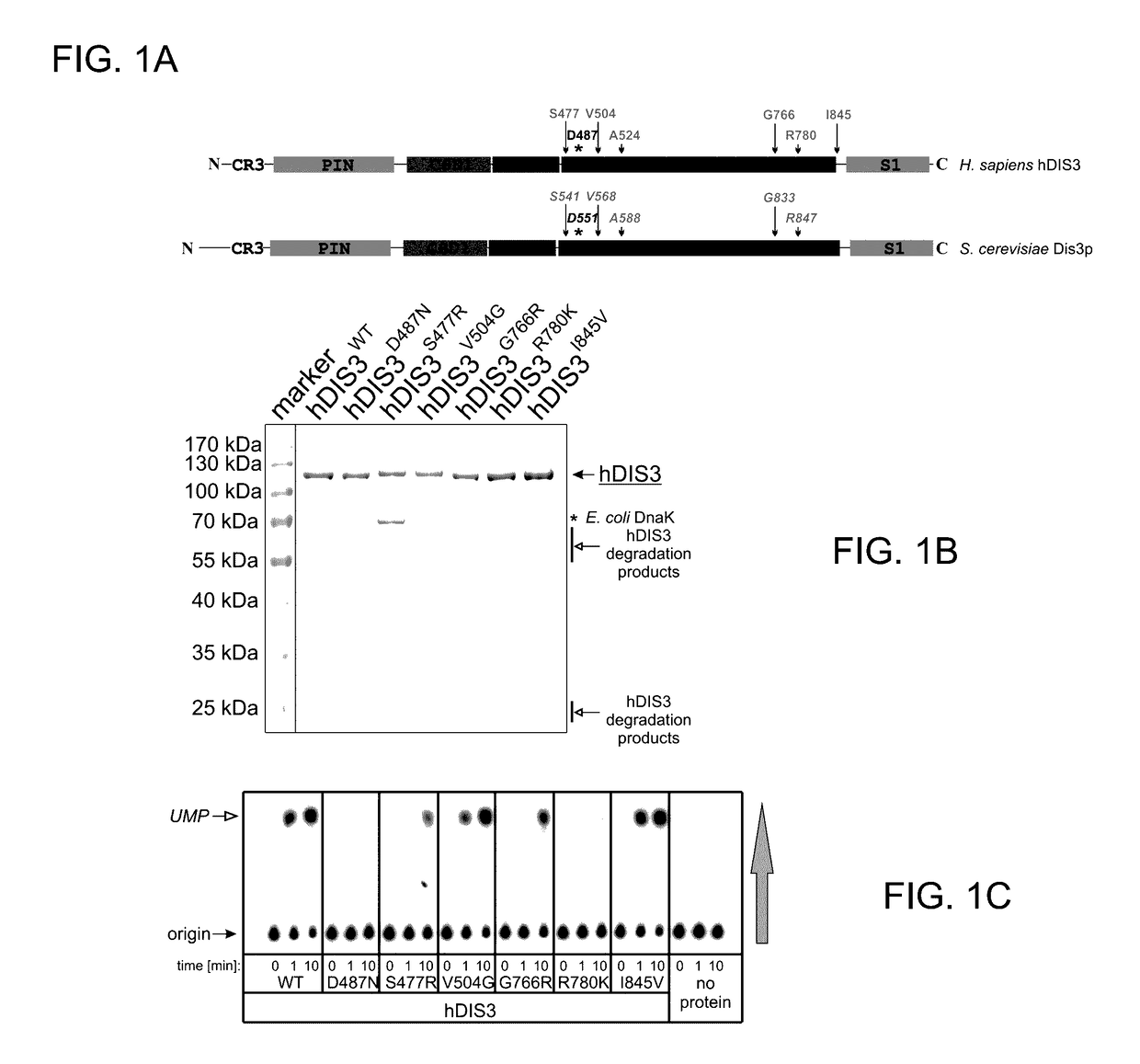 Method for selection of hDIS3 PIN domain inhibitors and use of hDIS3 PIN domain inhibitors for cancer treatment