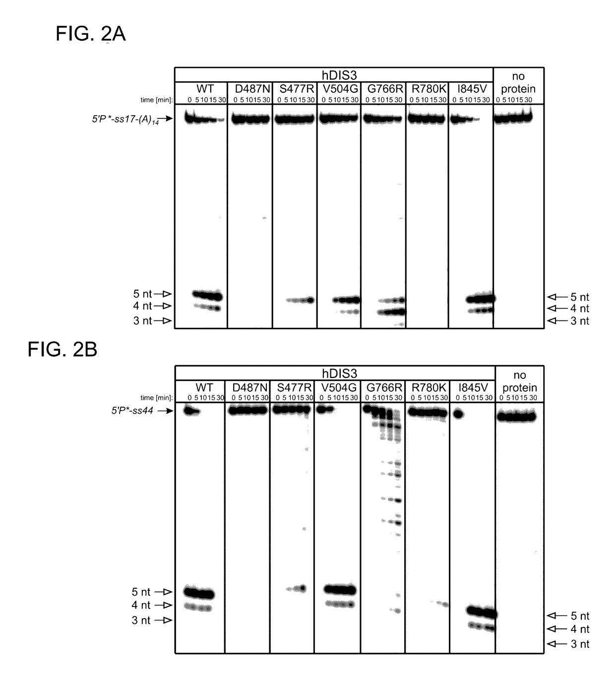 Method for selection of hDIS3 PIN domain inhibitors and use of hDIS3 PIN domain inhibitors for cancer treatment