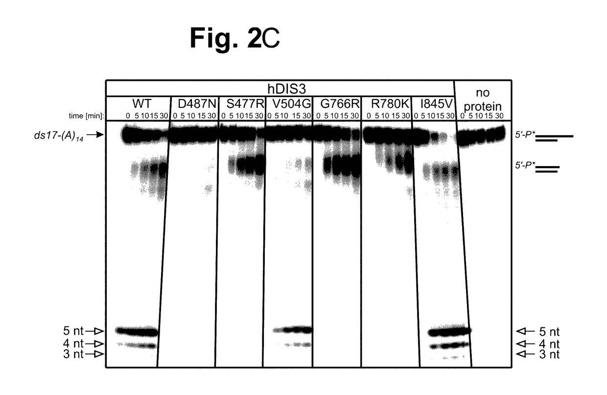 Method for selection of hDIS3 PIN domain inhibitors and use of hDIS3 PIN domain inhibitors for cancer treatment