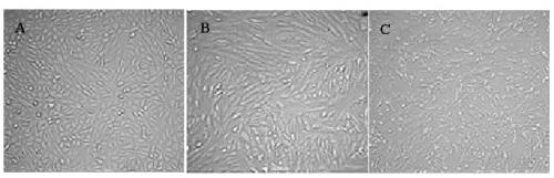 A kind of method utilizing serum-free culture medium to produce pedv attenuated vaccine