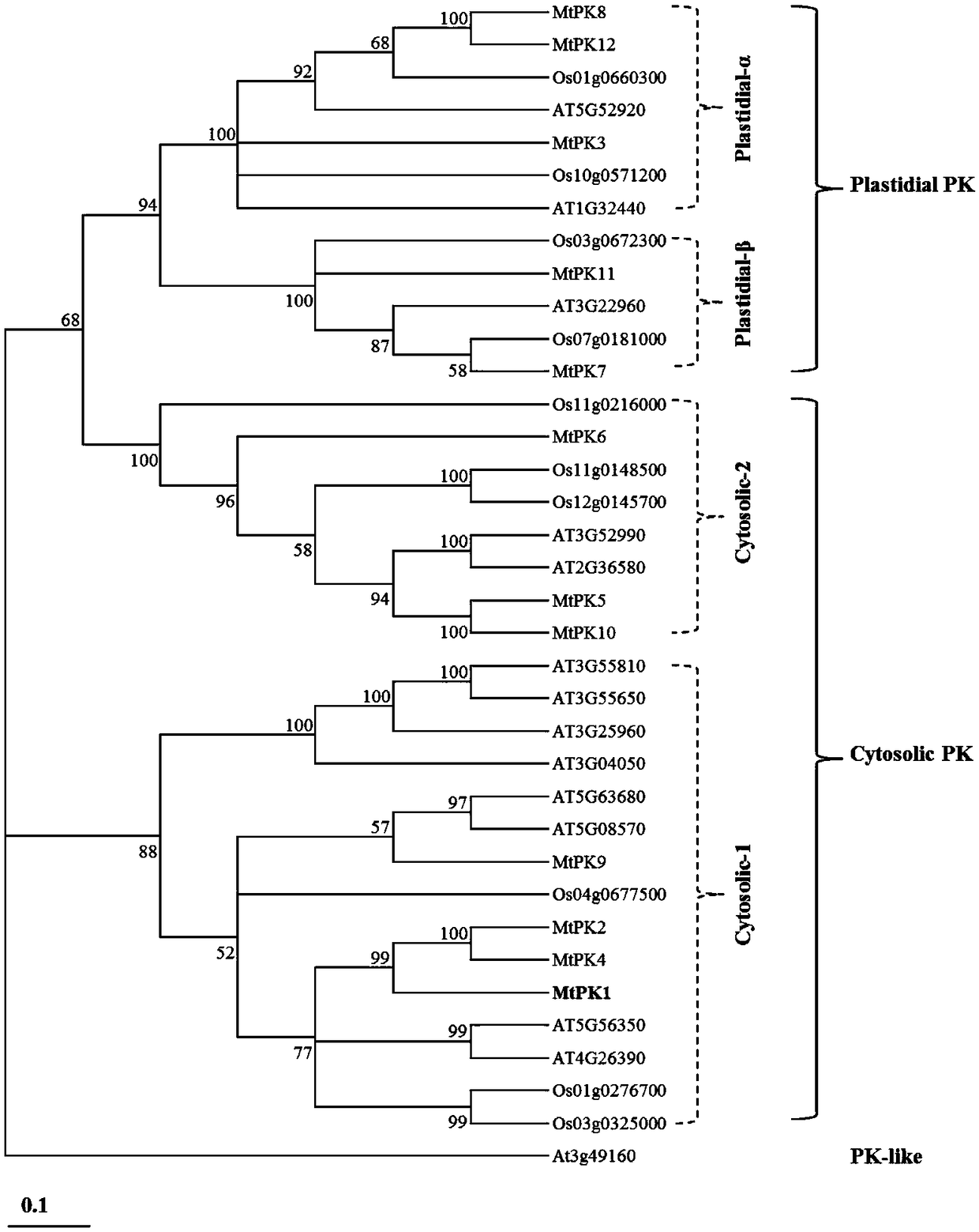 Pyruvate kinase gene and application thereof