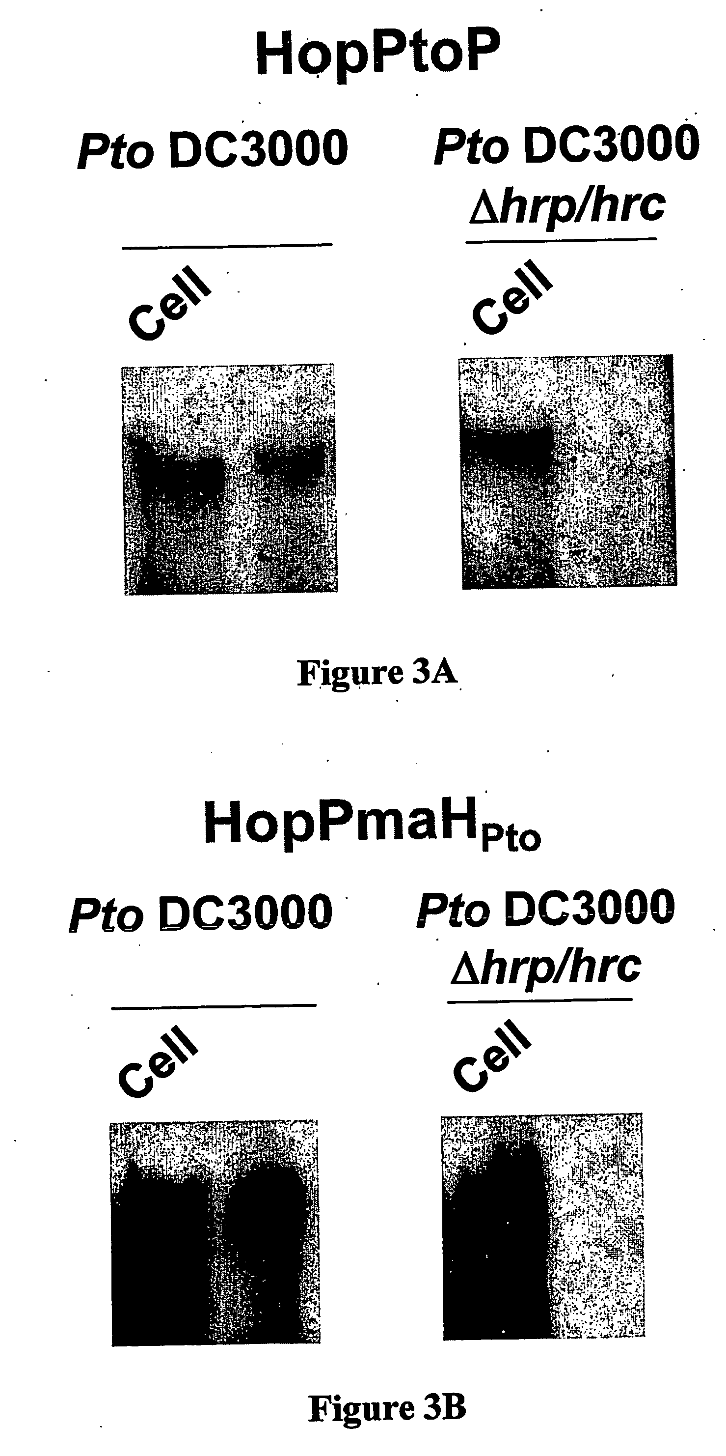 Pseudomonas syringae harpins, hopptop and hoppmahpto, and their uses