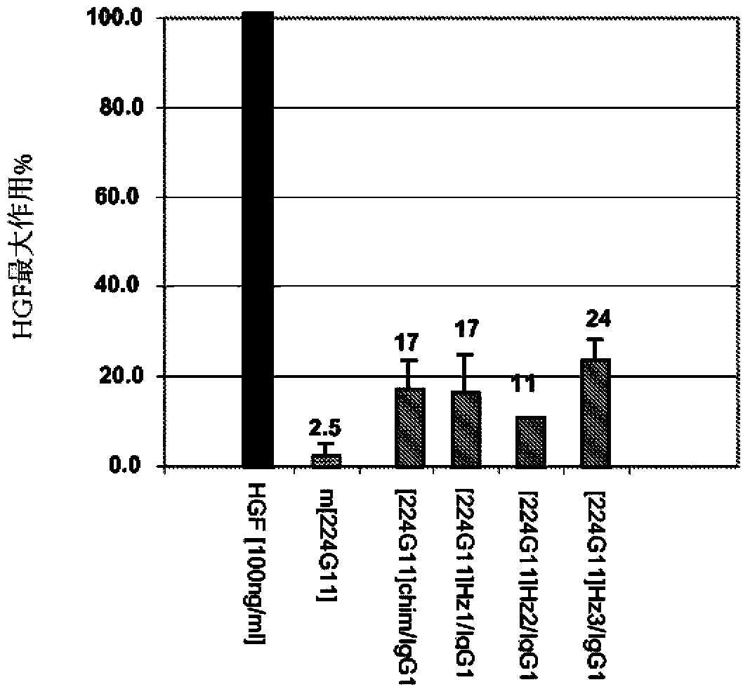 Anti-cmet antibody