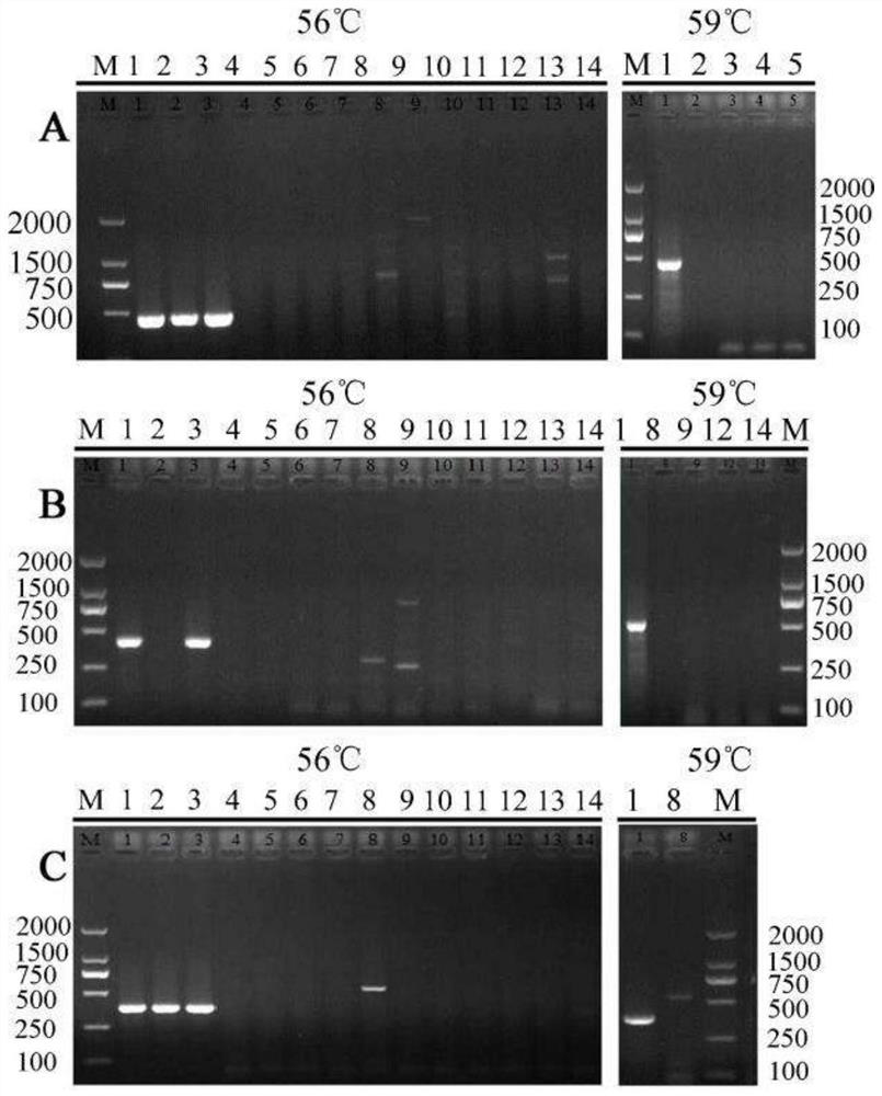 A kind of pullorum salmonella detection kit and using method thereof