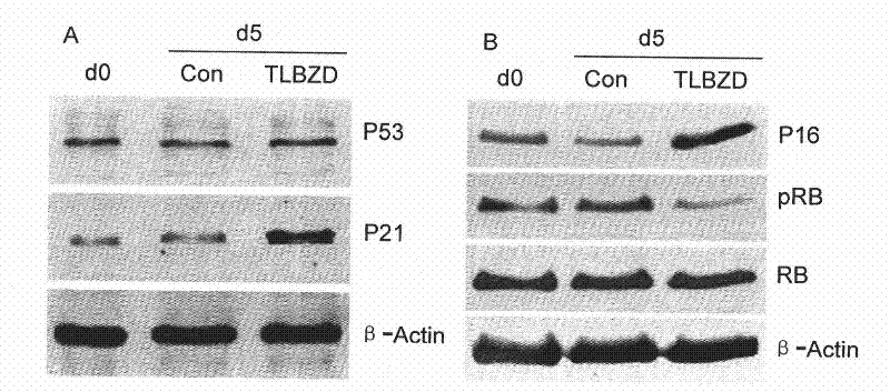 Anti-tumor medicament for promoting tumor cell senescence and preparation method thereof