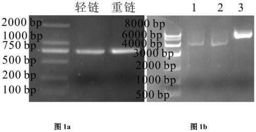 Therapeutic recombinant antibody, its coding gene and application