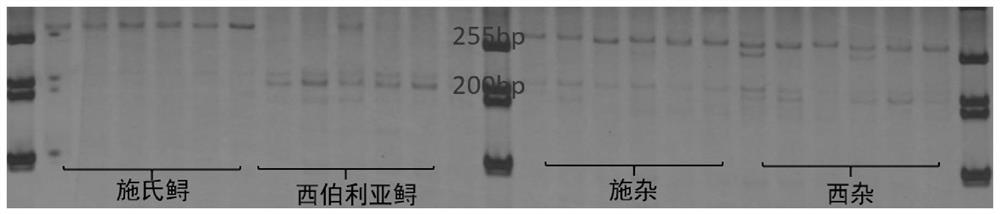 Primers and methods for identifying Acipenser schneideri, Acipenser siberia and their hybrid offspring