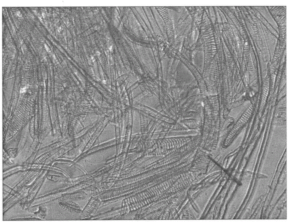 Method of preparing homogenesis composite film by spiral fiber in coconut fiber and its application