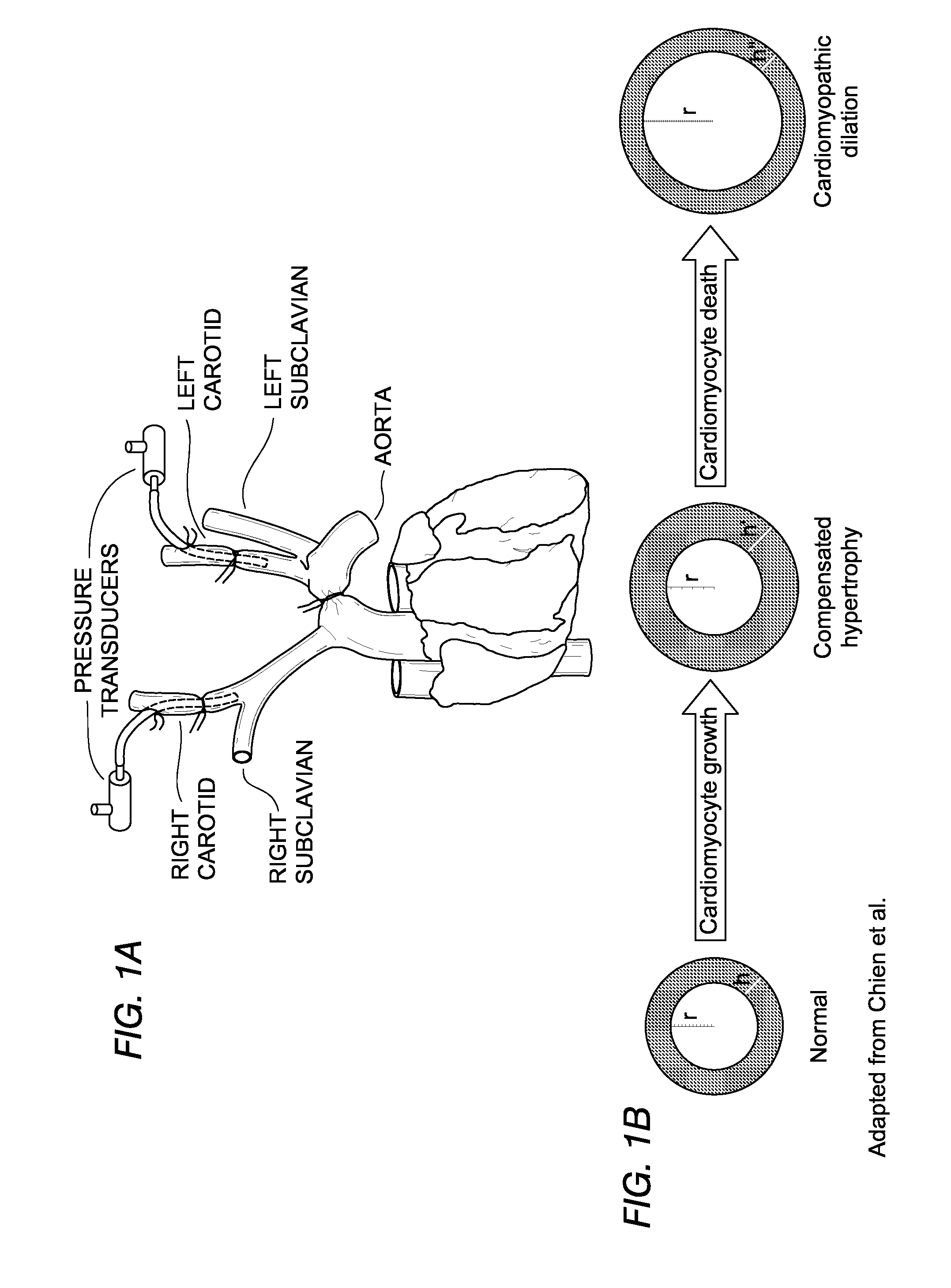 Methods, compositions and transgenic models related to the interaction of t-cadherin and adiponectin