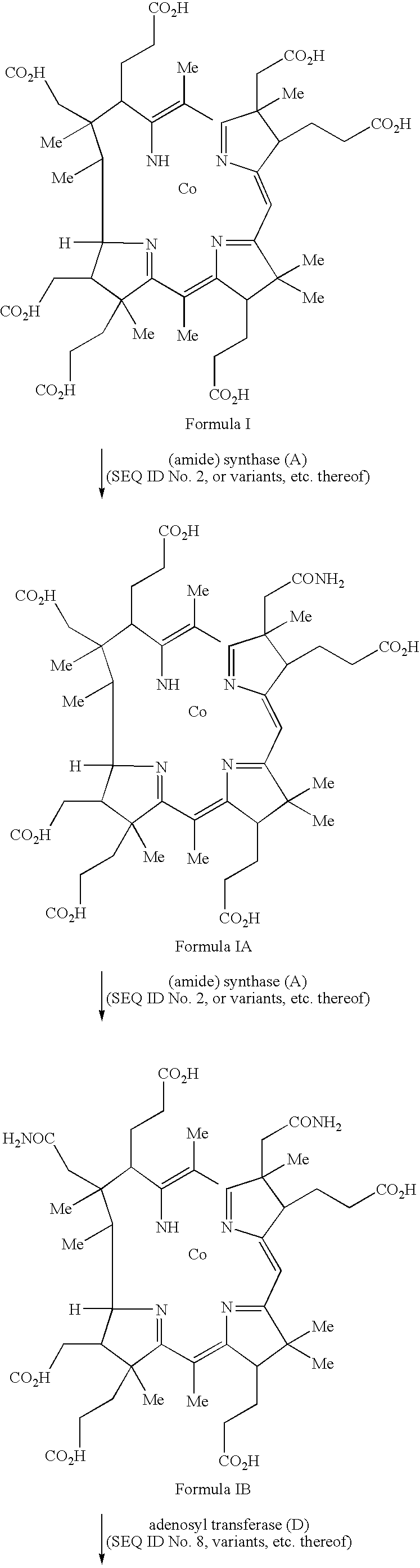 Genes from propionibacterium freudenreichii encoding enzymes involved in vitamin b12 biosynthesis