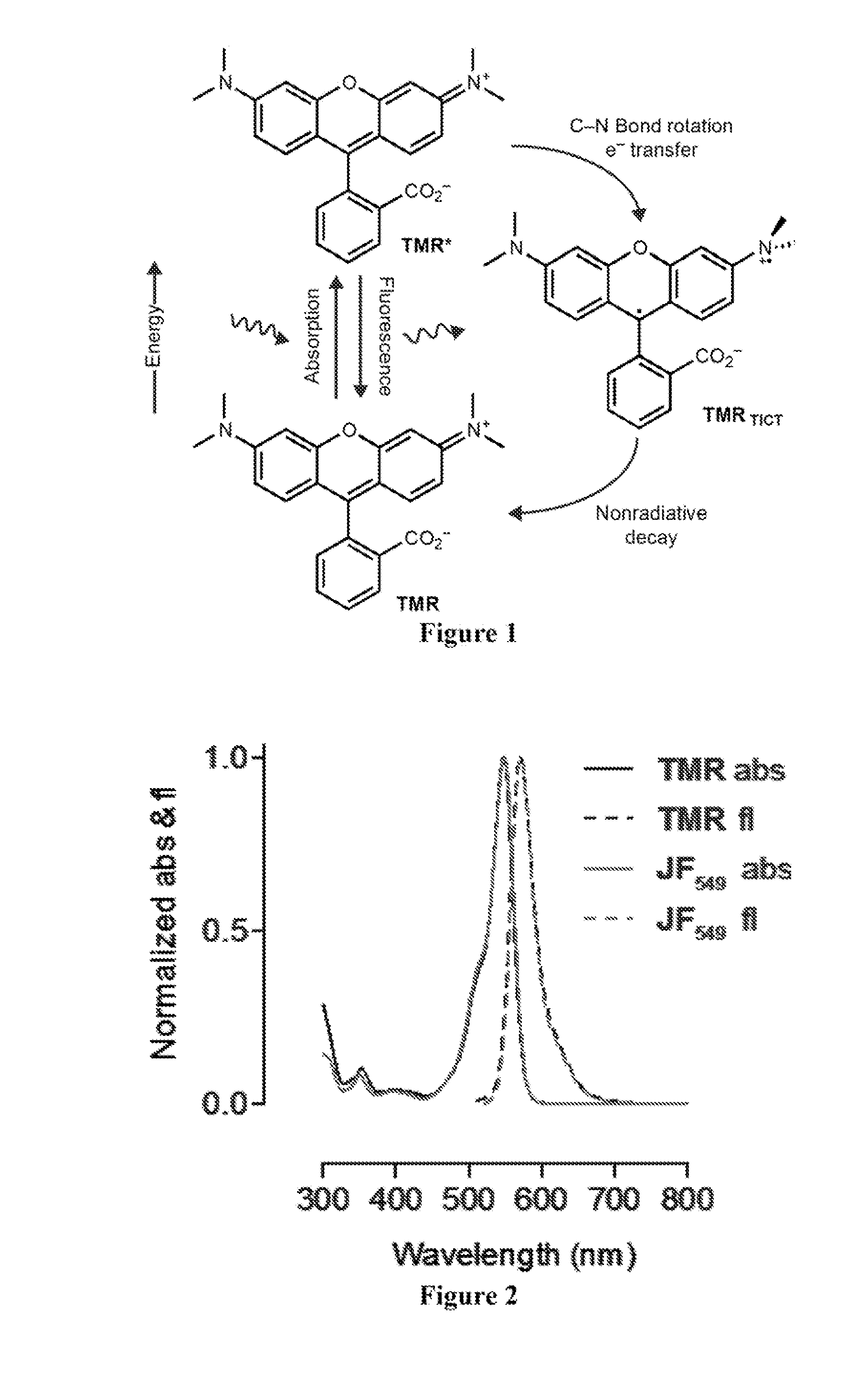 Azetidine-substituted fluorescent compounds