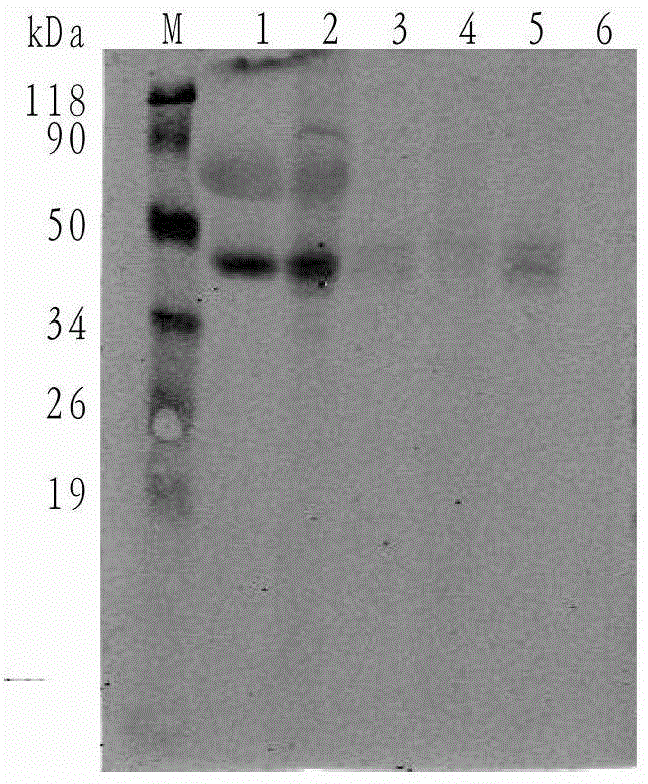 Nano antibody fusion protein, and preparation method and application thereof