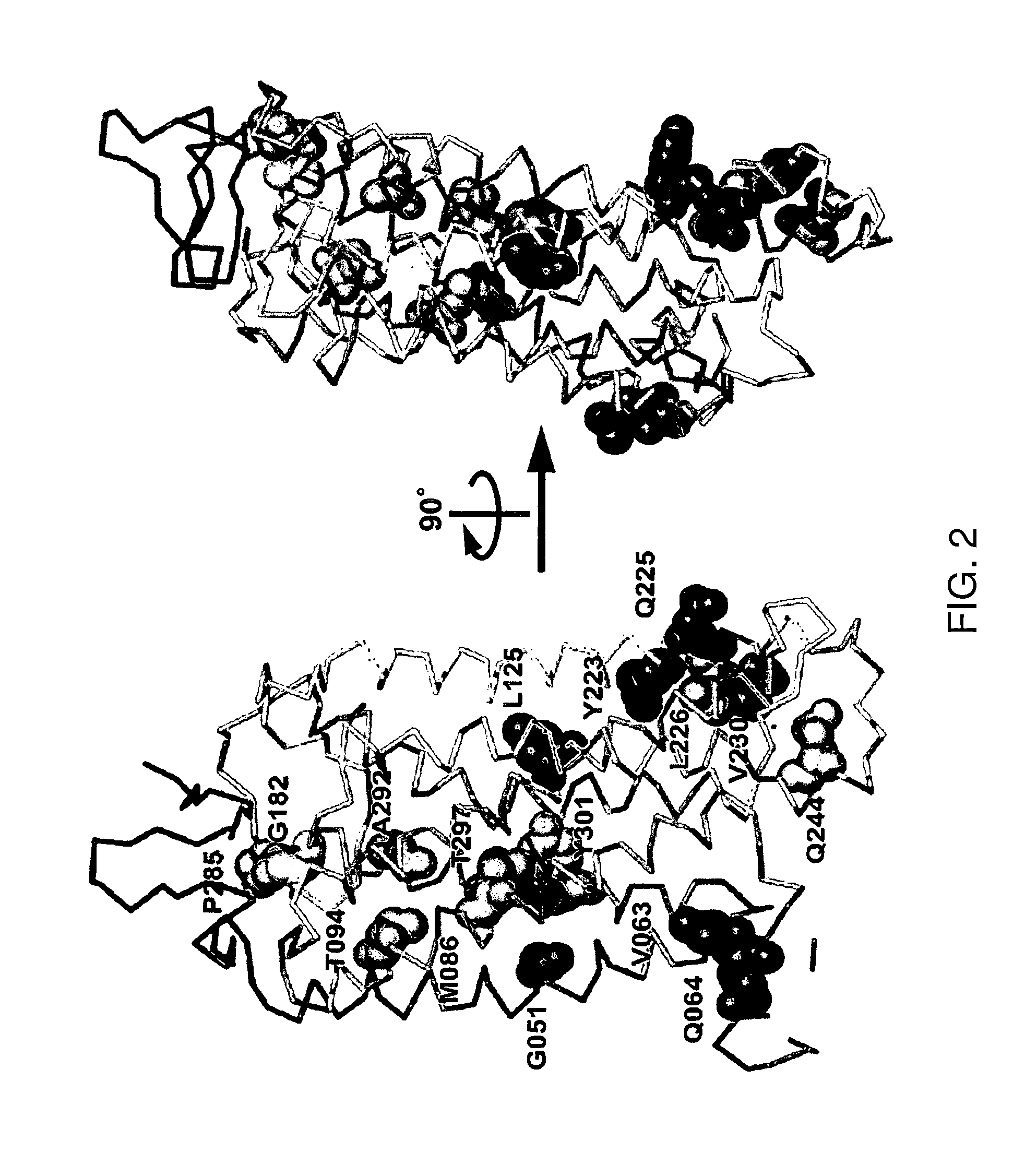 Mutant proteins and methods for producing them