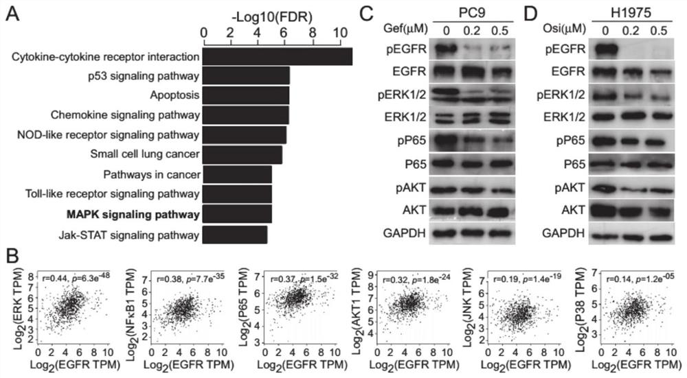 Application of ILT4 in EGFR activated non-small cell lung cancer treatment