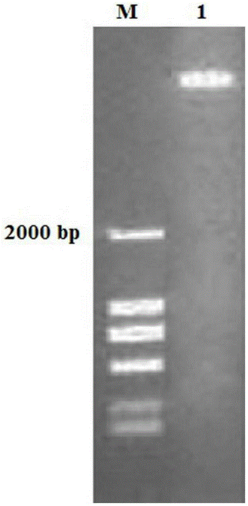 A kind of method for extracting total dna of crape myrtle