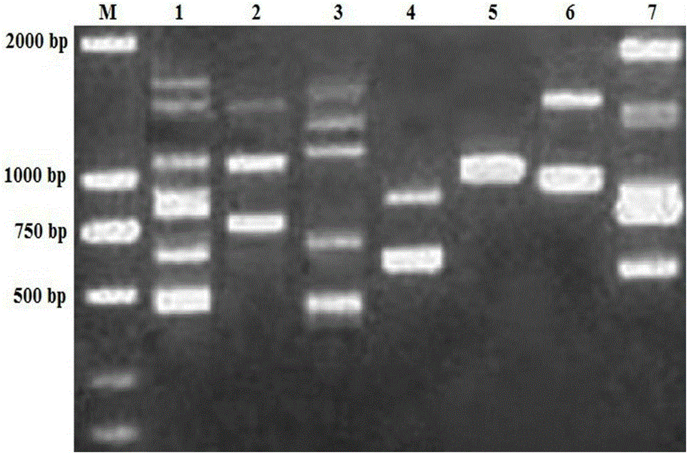 A kind of method for extracting total dna of crape myrtle