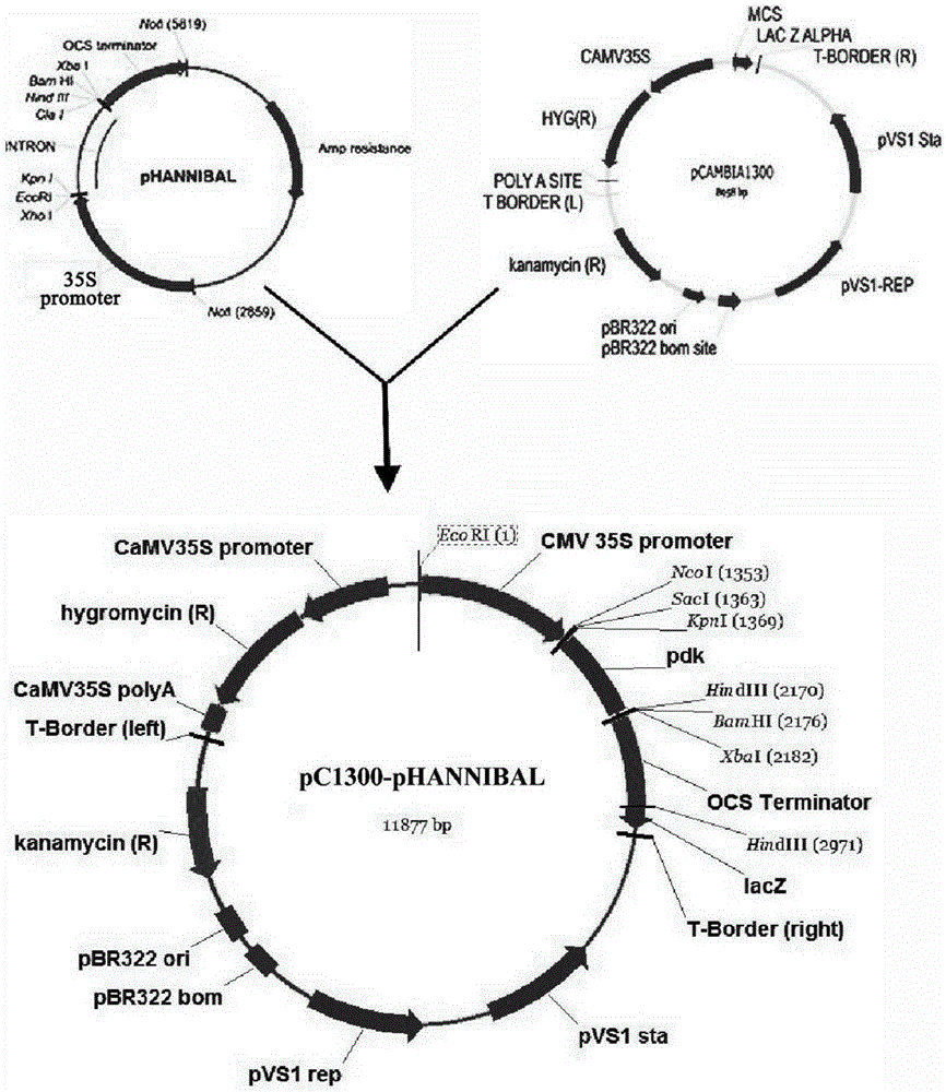 RNAi vector widely used for multi-plant gene silencing and application