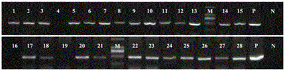 RNAi vector widely used for multi-plant gene silencing and application