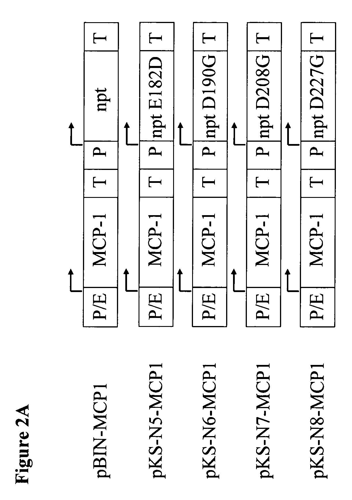 Neomycin-phosphotransferase-genes and methods for the selection of recombinant cells producing high levels of a desired gene product