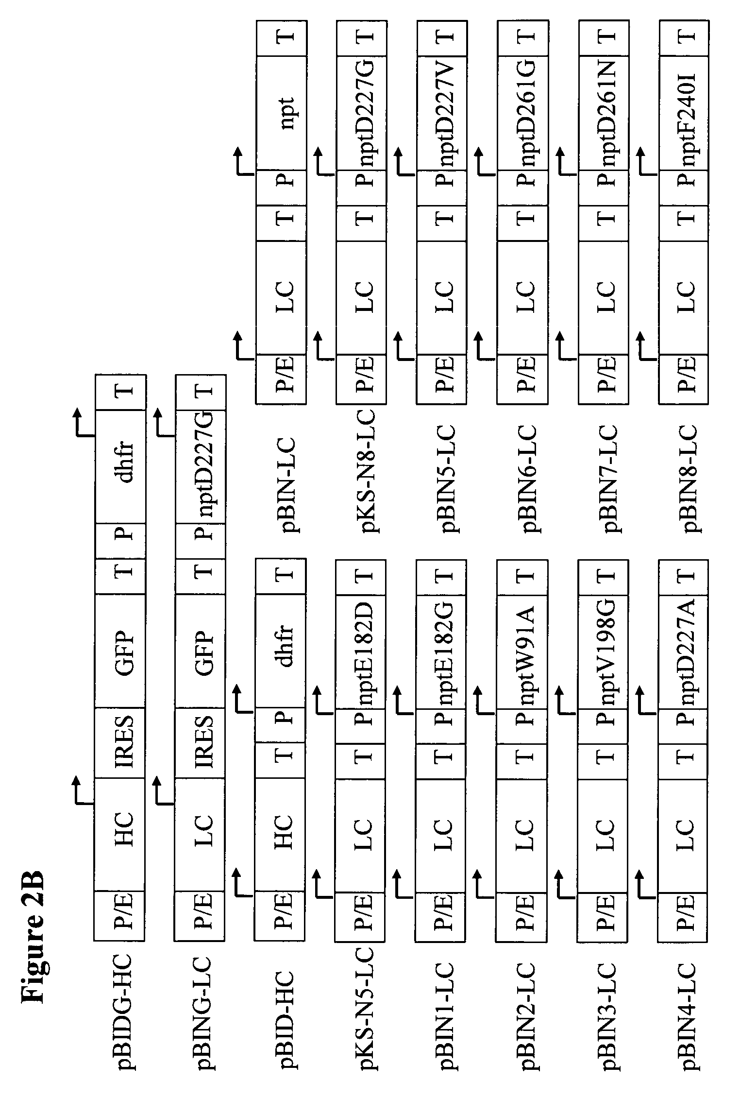 Neomycin-phosphotransferase-genes and methods for the selection of recombinant cells producing high levels of a desired gene product
