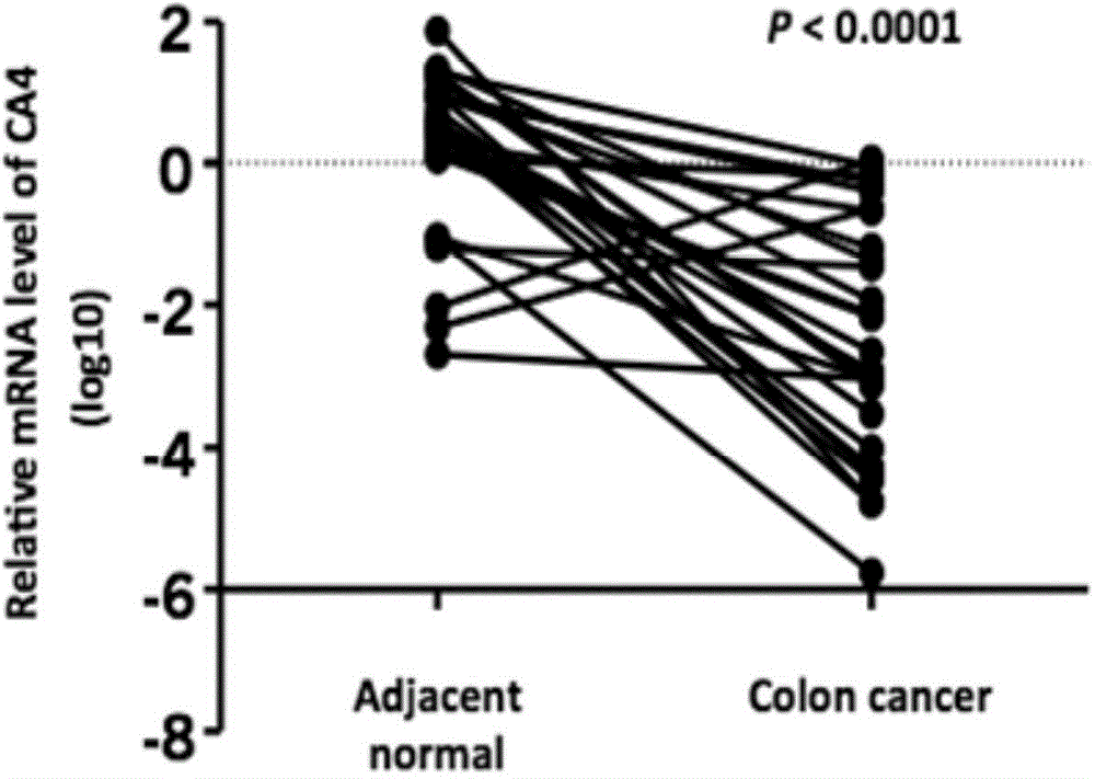 Colorectal cancer detection primer, method and kit