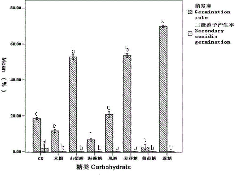 Compound preparation of nematode egg parasitical fungi and spore germination accelerating agent and application thereof