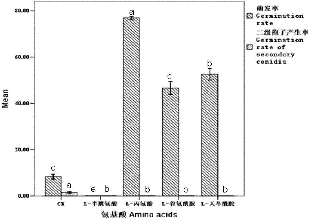 Compound preparation of nematode egg parasitical fungi and spore germination accelerating agent and application thereof