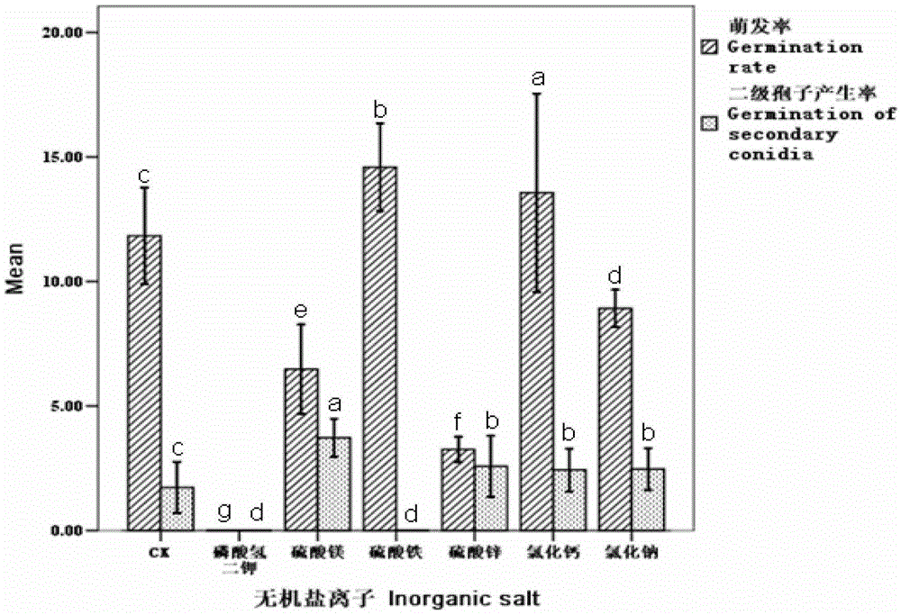 Compound preparation of nematode egg parasitical fungi and spore germination accelerating agent and application thereof