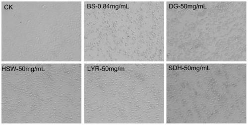 Method for constructing screening model of immune enhancer capable of promoting development of hemopoietic tissue of eriocheir sinensis