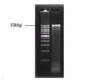 Method for extracting plant tissue culture seedling genome DNA (Deoxyribose Nucleic Acid)