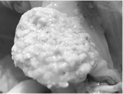 Method for building candida albicans infected chicken models