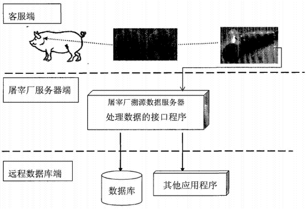 Method of pig carcass marking and data collection and data conversion