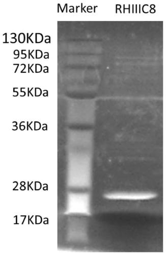 Recombinant human collagen and application thereof