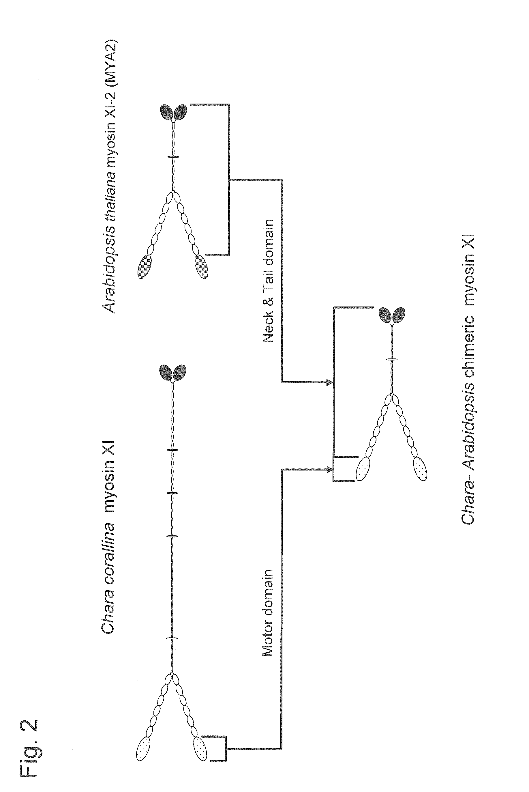 Plant with enhanced growth and method for producing the same