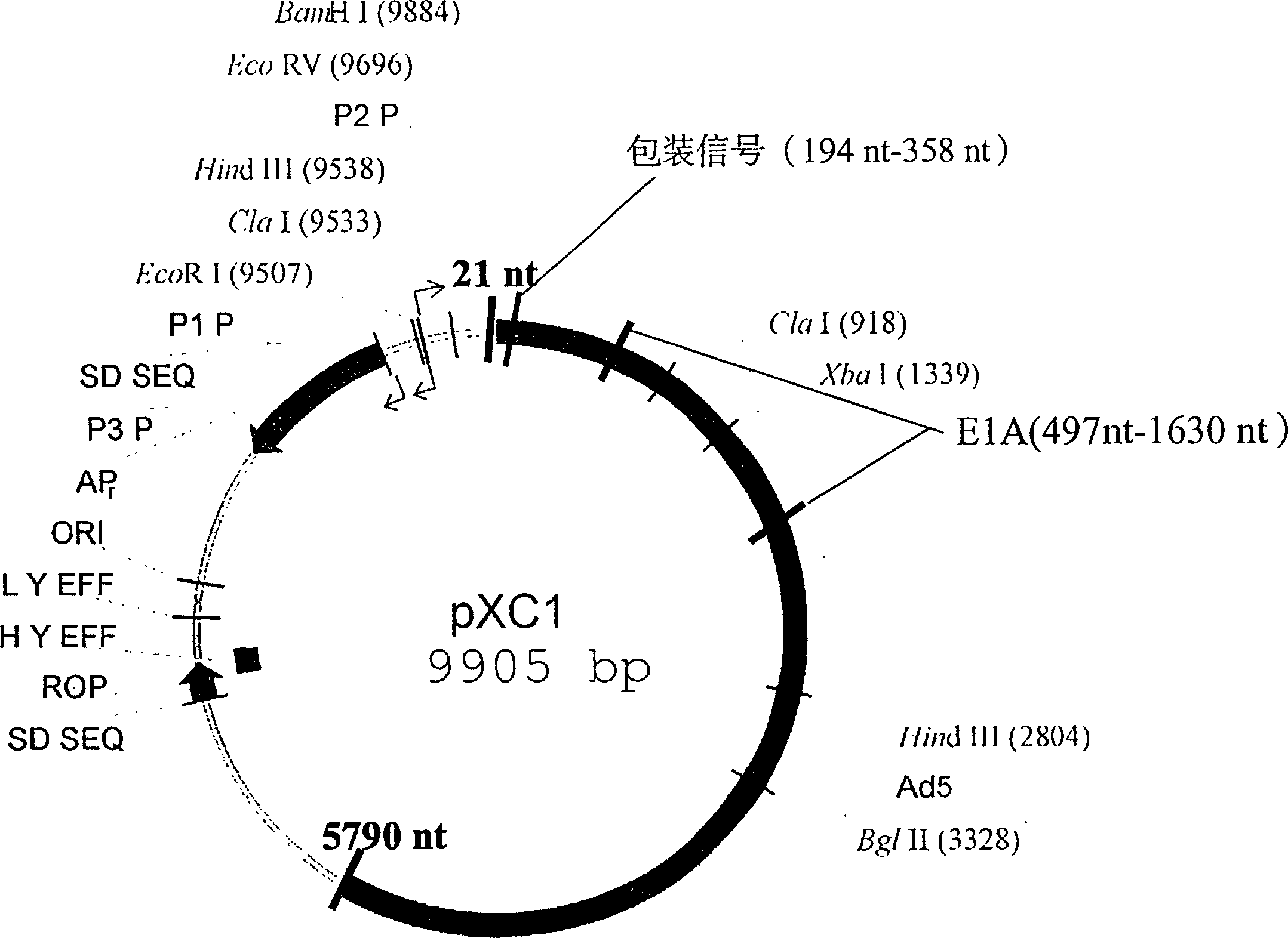 Preparation of recombination adenovirus construction body with deletion E1A code sequence and its use