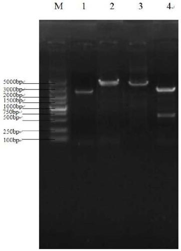 Grifola frondosa glucan synthase, and encoding gene and application thereof