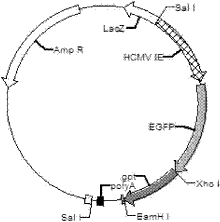 Construction and application of H5 subtype avian influenza recombinant duck enteritis virus rDEVdeltaUL2-H5 strain