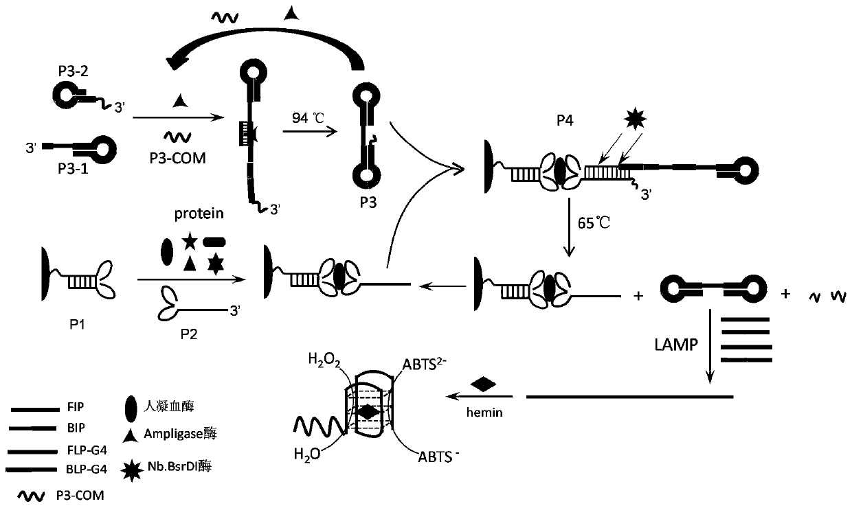 A thrombin detection method and kit based on double aptamer sandwich structure open loop mediated isothermal amplification