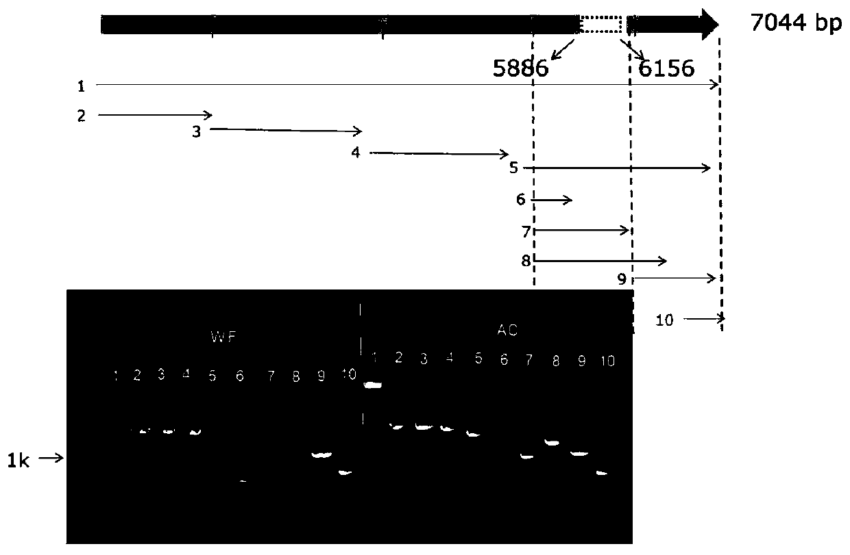 Chromosome structure variation molecular marker related to tomato fruit color, specific primers and application thereof
