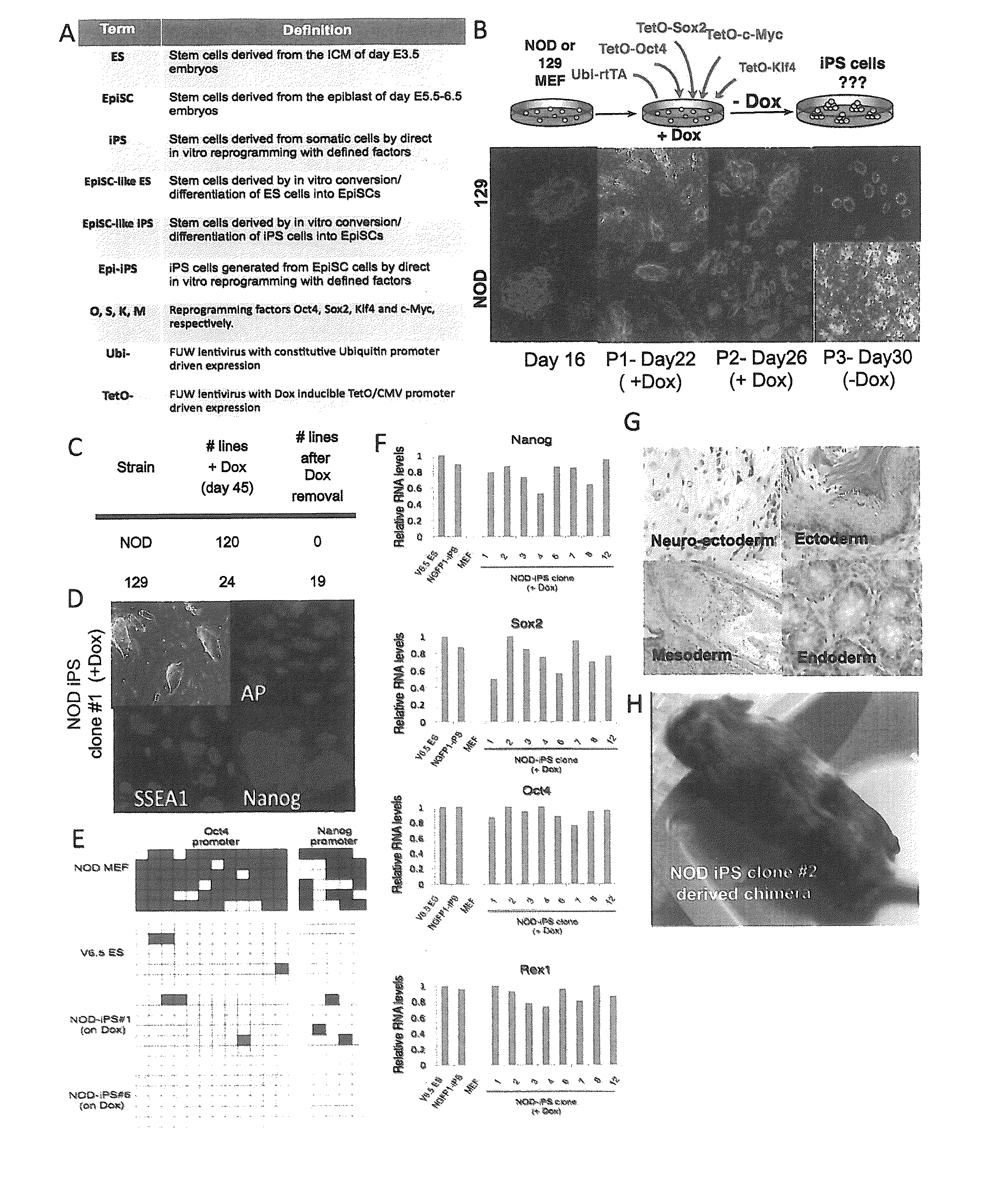 Compositions and methods for deriving or culturing pluripotent cells