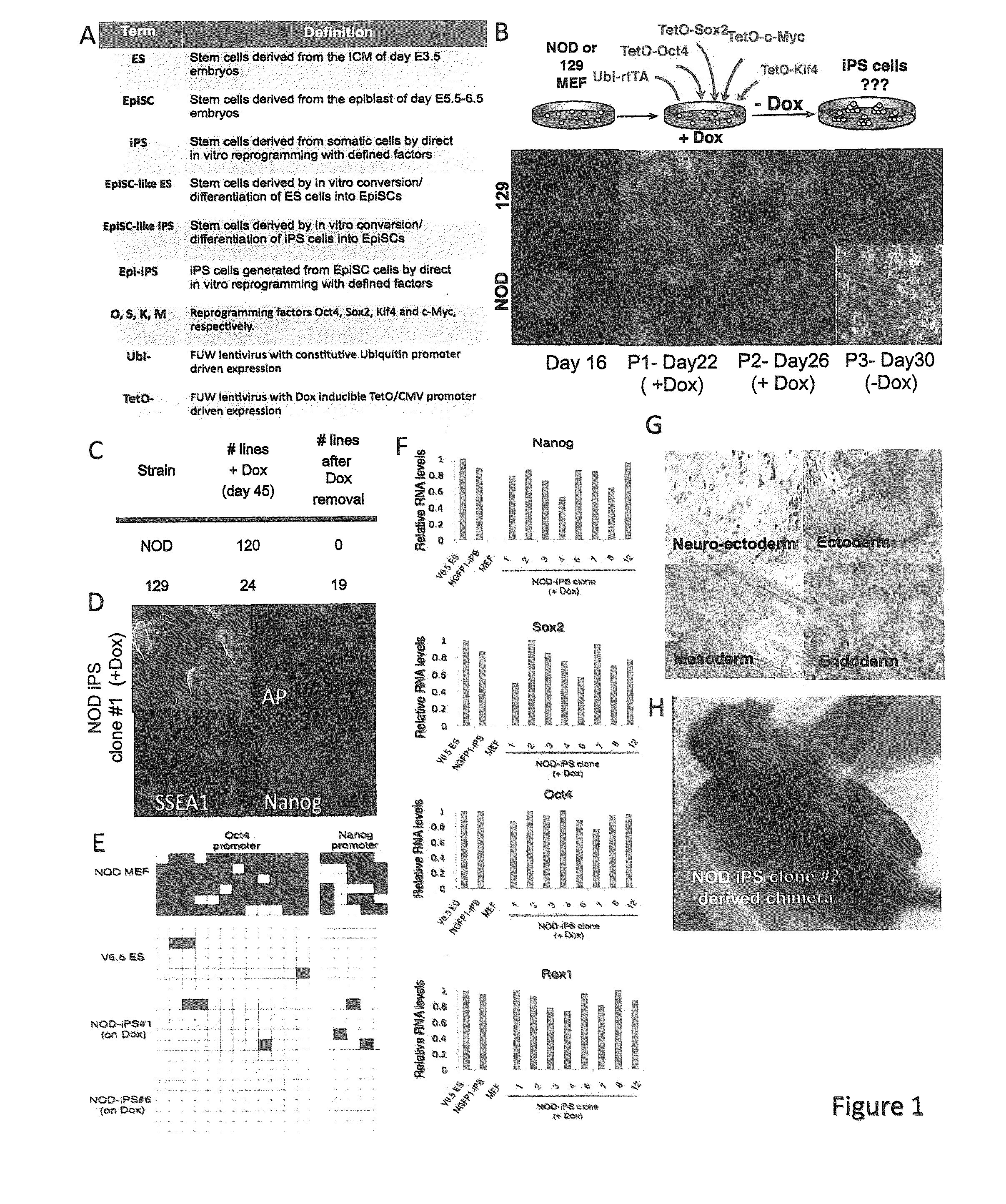Compositions and methods for deriving or culturing pluripotent cells