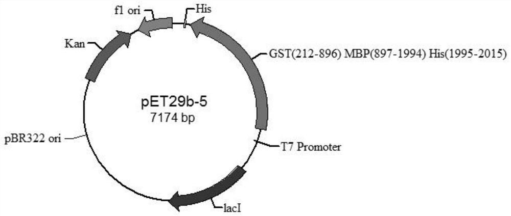 Helicobacter pylori HefC recombinant protein and application thereof