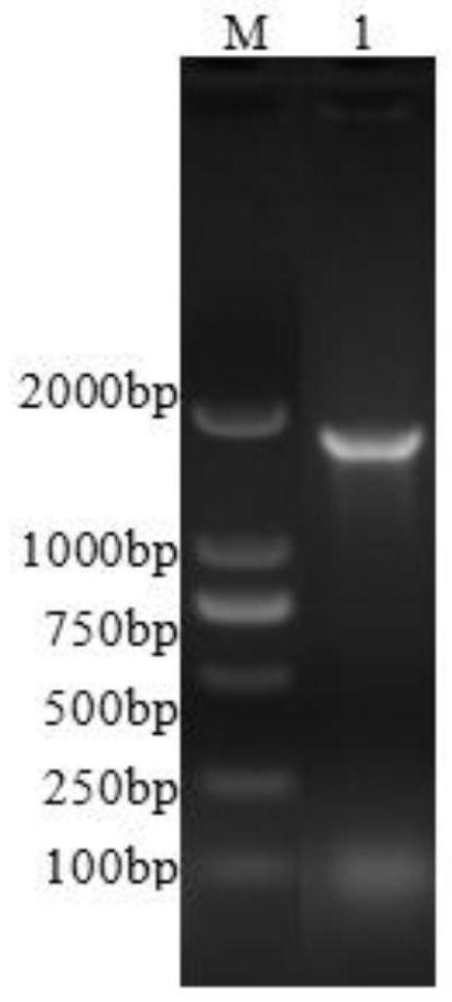 Helicobacter pylori HefC recombinant protein and application thereof