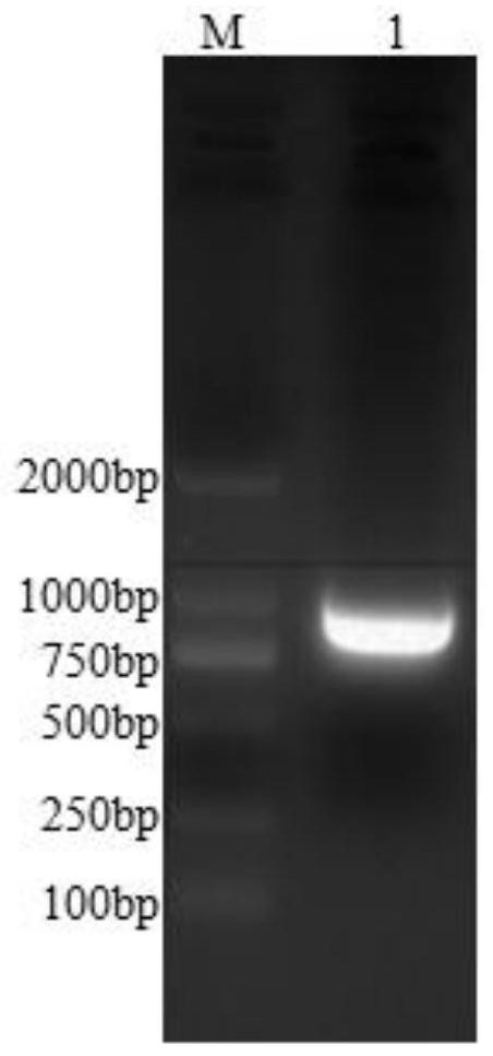 Helicobacter pylori HefC recombinant protein and application thereof