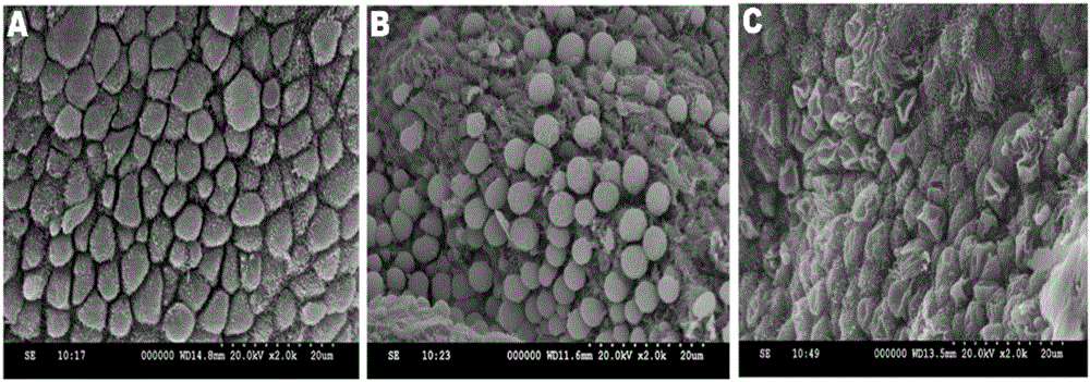 Method for quantification of peri-implantation window phase endometrial pinopodes