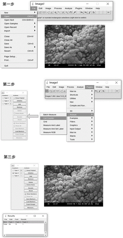 Method for quantification of peri-implantation window phase endometrial pinopodes