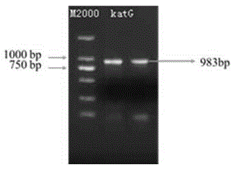 Mycobacterium tuberculosis KatG mutant gene and application thereof
