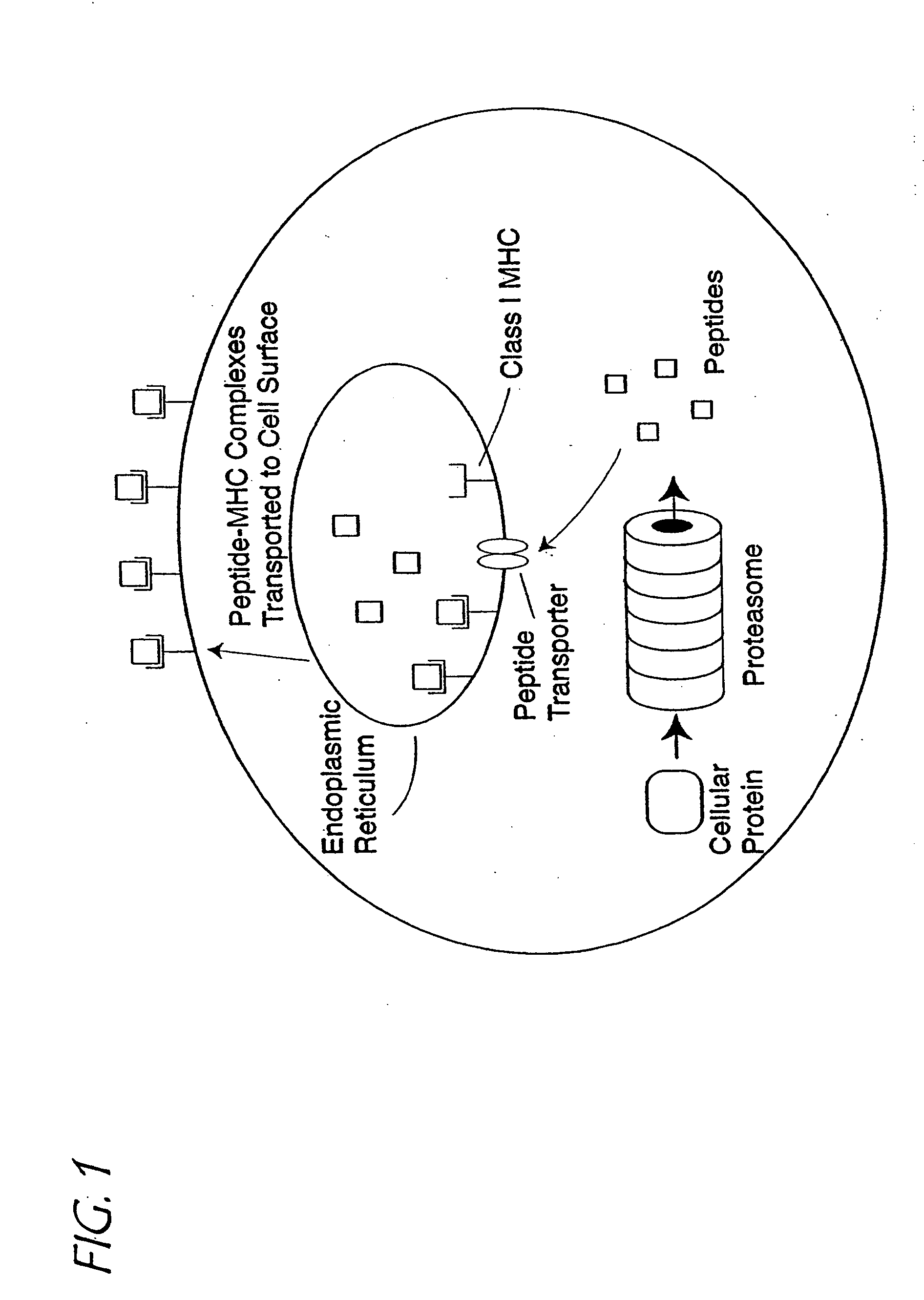 Method of epitope discovery